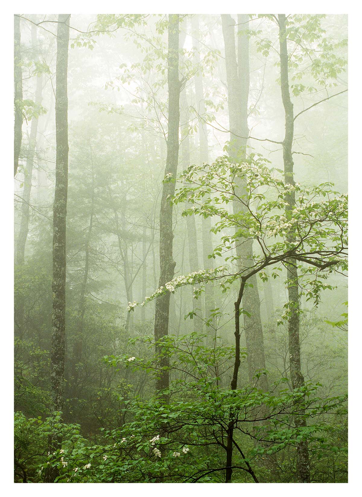 Smoky Mountains NP